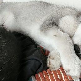 Siberian Huskies from Sawtooth Siberians