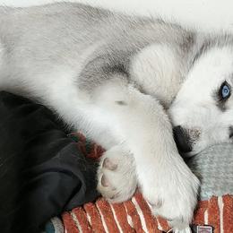 Siberian Huskies from Sawtooth Siberians