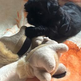 Peanut - Black male Shih Tzu puppy in Murphy, North Carolina from Carolina Mountain Shih Tzus