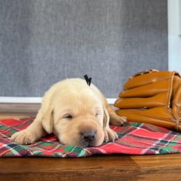Nugget - Yellow male Labrador Retriever puppy in Richfield, Utah from Stormy River Retrievers
