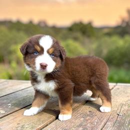 Clifford Harrison - Red tri-color male Australian Shepherd puppy in Statesville, North Carolina from Charming Australian Shepherds