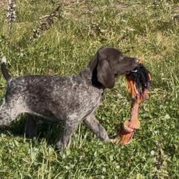 Two - Liver roan male German Shorthaired Pointer puppy in New Bedford, Massachusetts from Foot Hunter Kennel