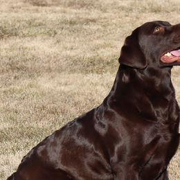 Niki - Labrador Retriever