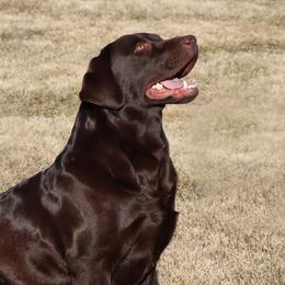 Niki - Labrador Retriever