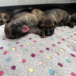 German Shepherd Puppies from Von Bairdhaus