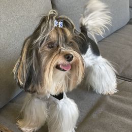 Biewer Terrier and Yorkshire Terrier Puppies from York Town California