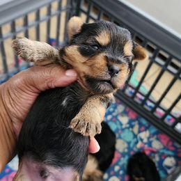 Boy 2 - Black and tan male Yorkshire Terrier puppy in Newport News, Virginia from Ty-Shea Designs Yorkies and More LLC
