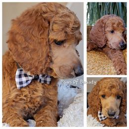 Poodle and Shih Tzu Puppies from Paws Of Beauty