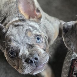 French Bulldogs from Pugs, Frugs and Frenchies