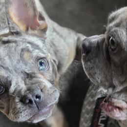 French Bulldogs from Pugs, Frugs and Frenchies