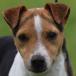 Braveheart - Jack Russell Terrier