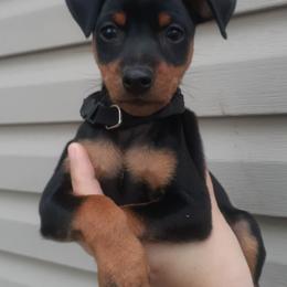 Miniature Pinschers from Waldron Family Min Pins