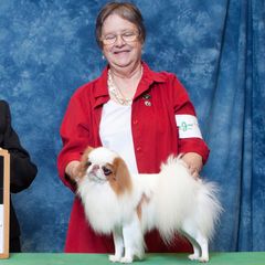 Japanese Chins from Cordia Japanese Chin