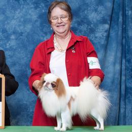 Japanese Chins from Cordia Japanese Chin
