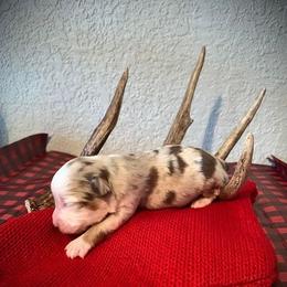 Miniature Australian Shepherds from Shaelyn’s Aussies