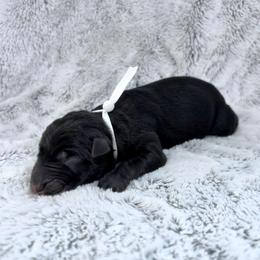 Rival - Bi-color female German Shepherd puppy in Beech Grove, Arkansas from Ze Zadnich lesu
