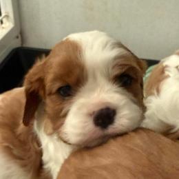 Sandy - Blenheim female Cavalier King Charles Spaniel puppy in Richmond, Virginia from Dream it Cavs