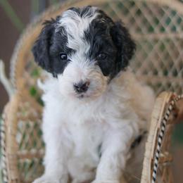 Deacon - Black male Labradoodle puppy in Crete, Nebraska from Doodles & Co