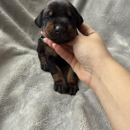 Doberman Pinscher Puppies from Haus of Hound