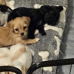 Cavalier King Charles Spaniels, Cavapoos, and Poodles from Far West Texas Oodles of Cavi's & Cavoodles