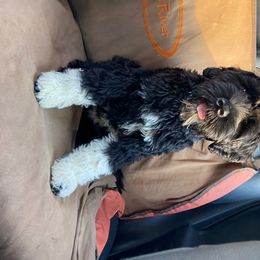 Portuguese Water Dog Puppies from Blue Run PWD