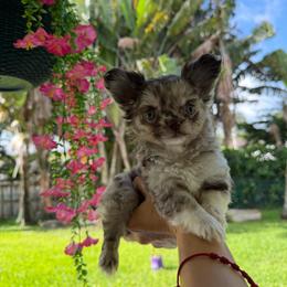 Choco merle girl 6500 - Merle female Chihuahua puppy in Miami, Florida from Natalias Tiny Puppies