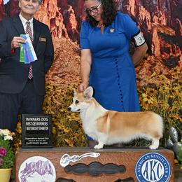 Owen - Pembroke Welsh Corgi