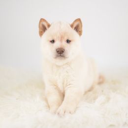 Yoshi  Red Boy - Cream male Shiba Inu puppy in Neosho, Missouri from Sunny Terrace Shibas