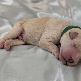 Silk - Poodle puppy from Ghibli Poodles
