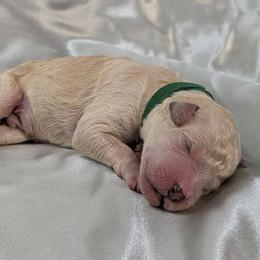 Silk - Poodle puppy from Ghibli Poodles