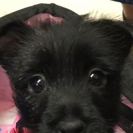 Cairn Terrier Puppies from Shining Waters Farm