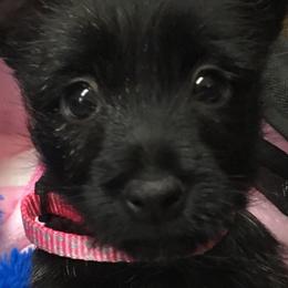 Cairn Terrier Puppies from Shining Waters Farm