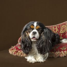 Sterling - Cavalier King Charles Spaniel