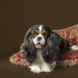 Sterling - Cavalier King Charles Spaniel