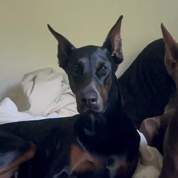 Doberman Pinschers from All About Furr Kennel