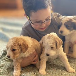Bernedoodle and Bernese Mountain Dog Puppies from Mountain Top Bernedoodles