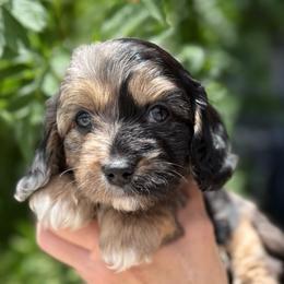 Grayson - Merle male Cavapoo puppy in Tucson, Arizona from Adored Poodle & Doodles