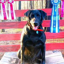 Labrador Retrievers from Daylin’s Doodles & Labradors