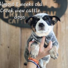 Boy 1 - Blue male Australian Cattle Dog puppy in Monroe, North Carolina from Creek View Cattle Dogs