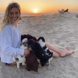 Bernedoodle, Cavapoo, and Goldendoodle Puppies from Doodle Amore
