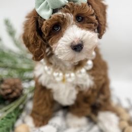 Goldendoodle Puppies from Meadowlark Park