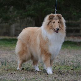 Writ - Collie