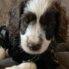 Australian Labradoodle Puppies from Fruitful Beginnings,LLC