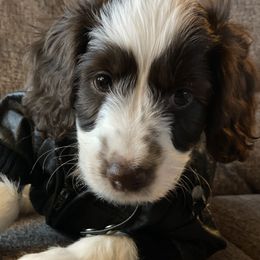 Australian Labradoodle Puppies from Fruitful Beginnings,LLC