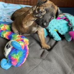 Belgian Laekenois Puppies from Sweetwater Belgian Laekenois