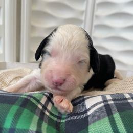 Ireland - Black and white female Sheepadoodle puppy in Rocky Point, North Carolina from CelticDoods