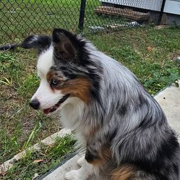 Cosmo - Toy Australian Shepherd