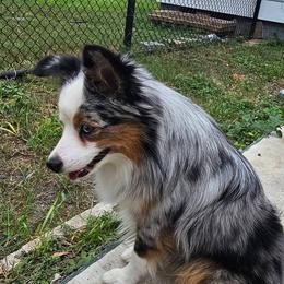 Cosmo - Toy Australian Shepherd