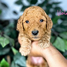 Goldendoodle and Poodle Puppies from The Henry Doodles