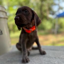 Clipp - Brown and gray male Wirehaired Pointing Griffon puppy in Shelbyville, Texas from AndersonK9Kennels Bayou Beards